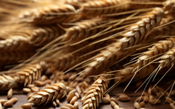 Grains